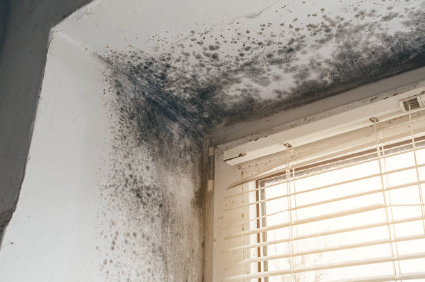 Trusted Mold Inspection service in North Reading, MA - Cheap Mold Removal